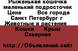 Рыженькая кошечка маленький подросточек › Цена ­ 10 - Все города, Санкт-Петербург г. Животные и растения » Кошки   . Крым,Северная